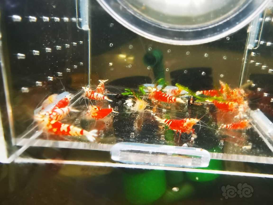 【水晶虾】便宜出练手太极红花虎水晶虾-图2