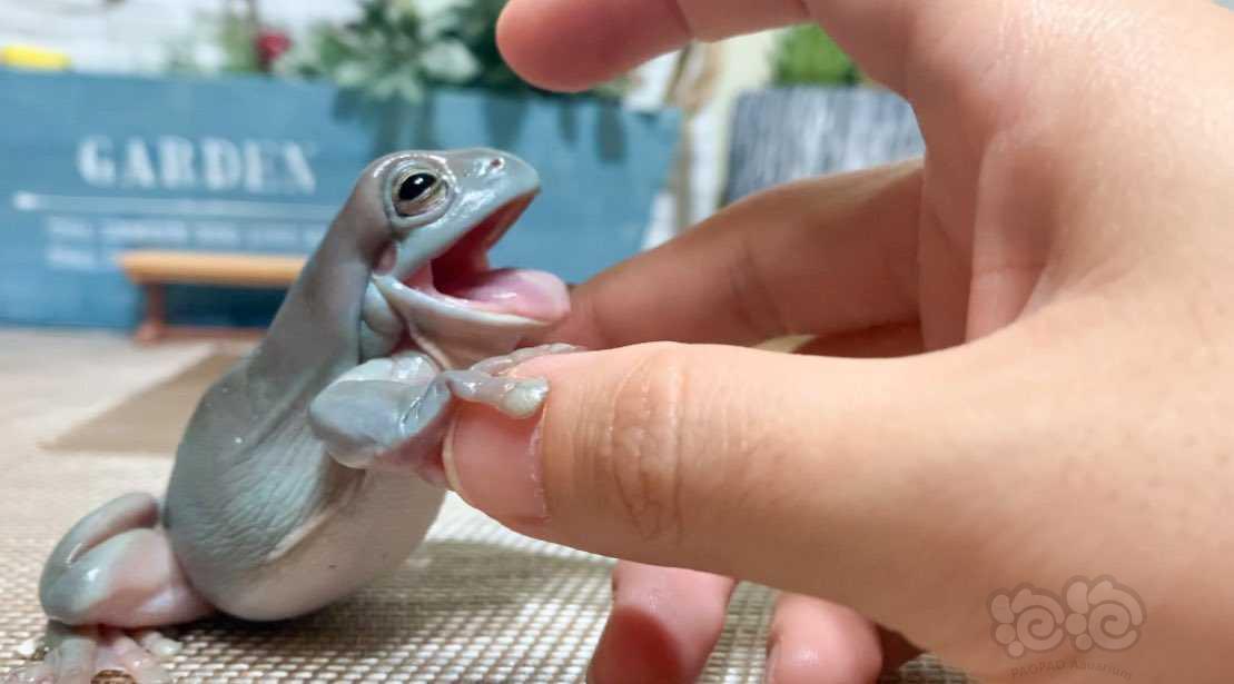 日本女儿放学路上捡了只青蛙，妈妈养着养出感情，居然还挺可爱-图6