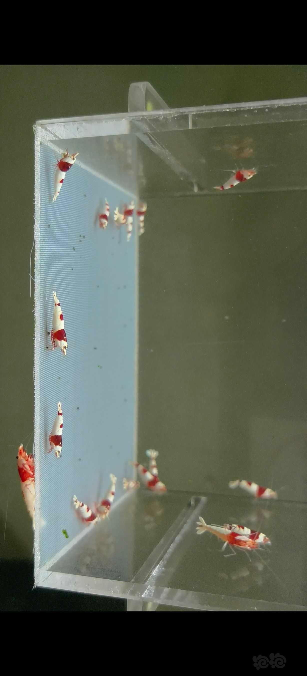 【水晶虾】出一线红白苗子-图4