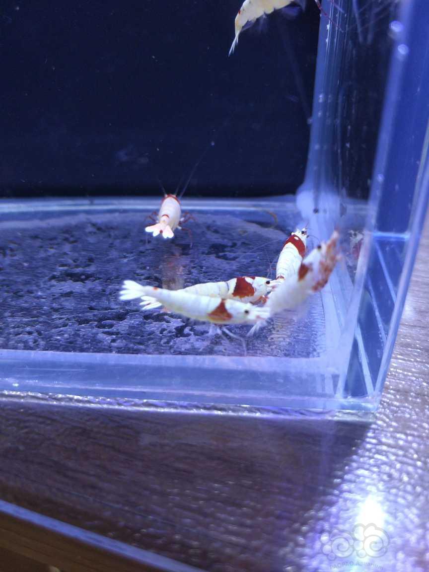【水晶虾】出红白水晶虾成年虾（辉煌，白躯）-图3