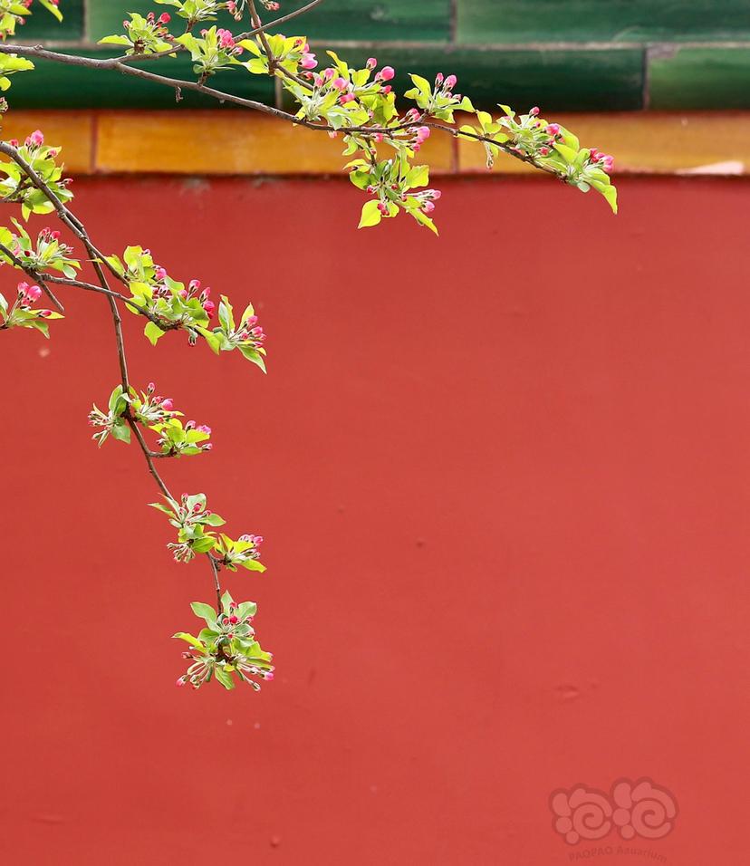 故宫里的海棠花-图1