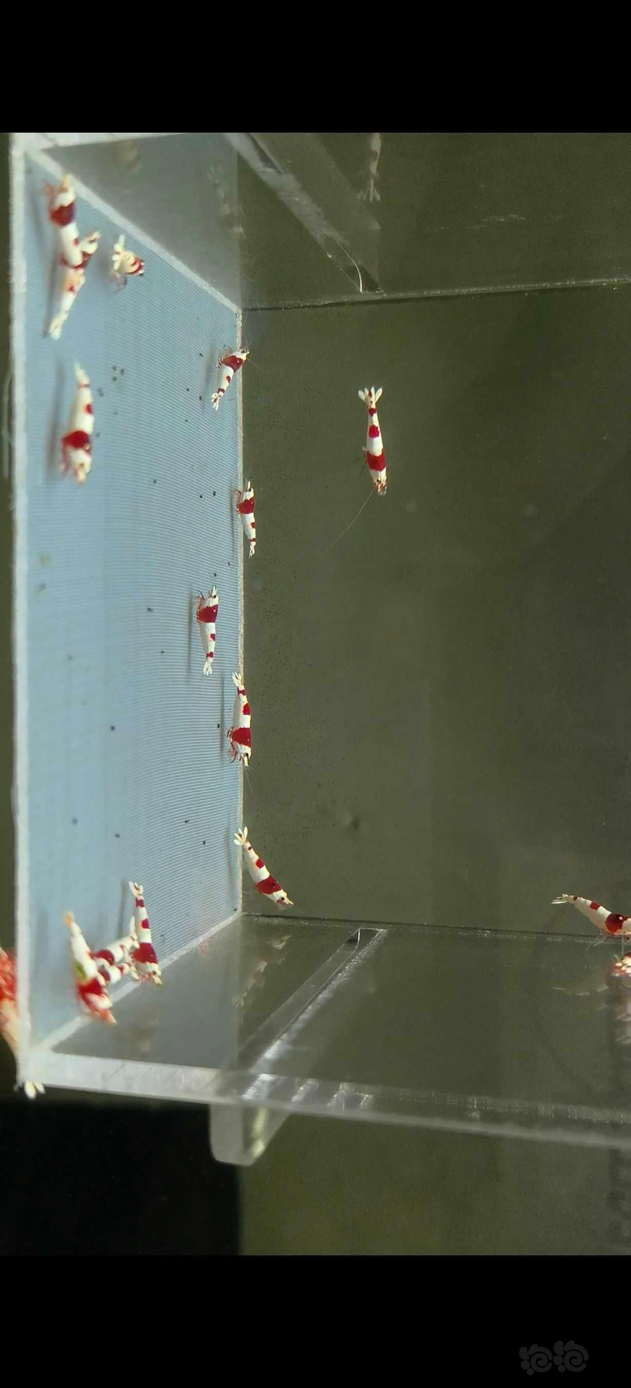 【水晶虾】出一线红白苗子-图1