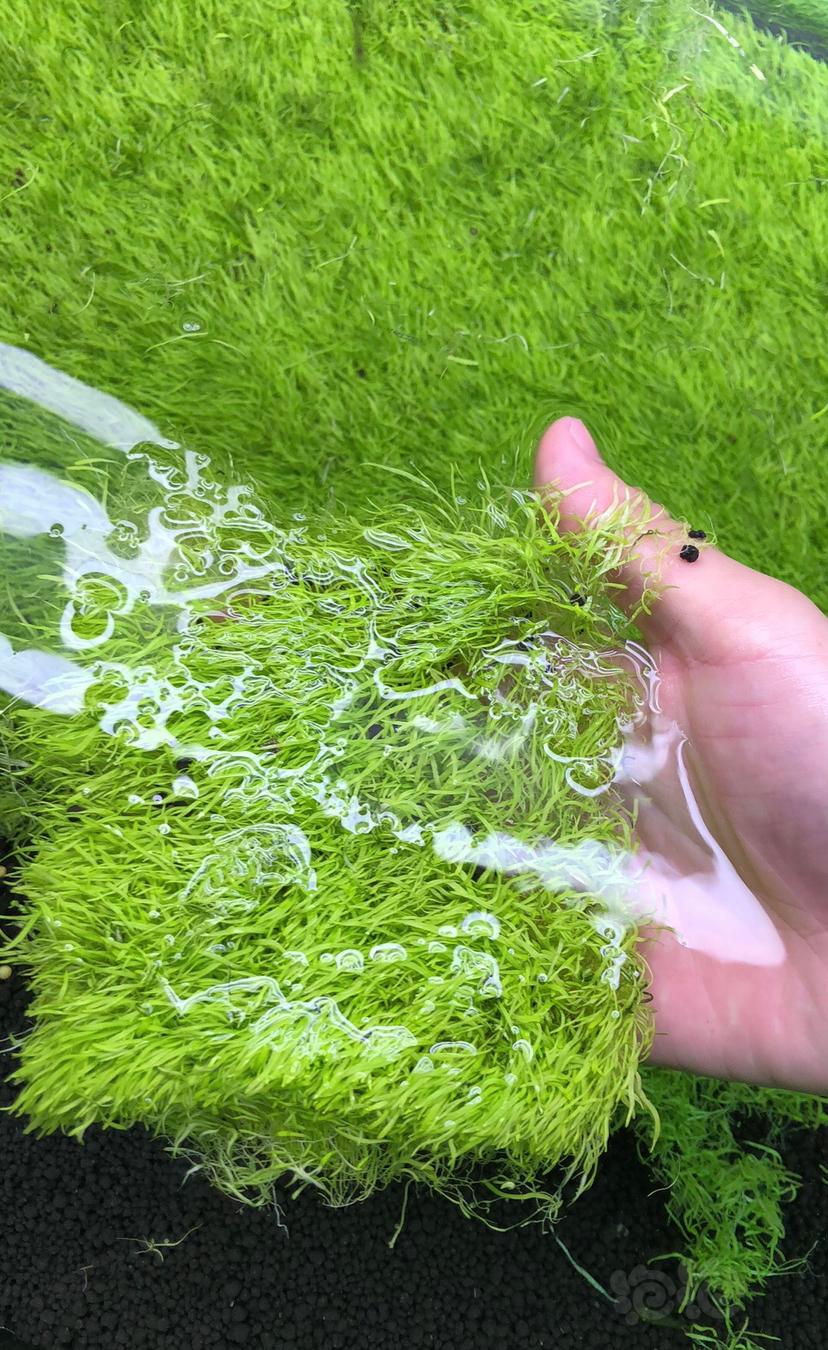 挖耳水草 水下叶繁殖无藻-图1
