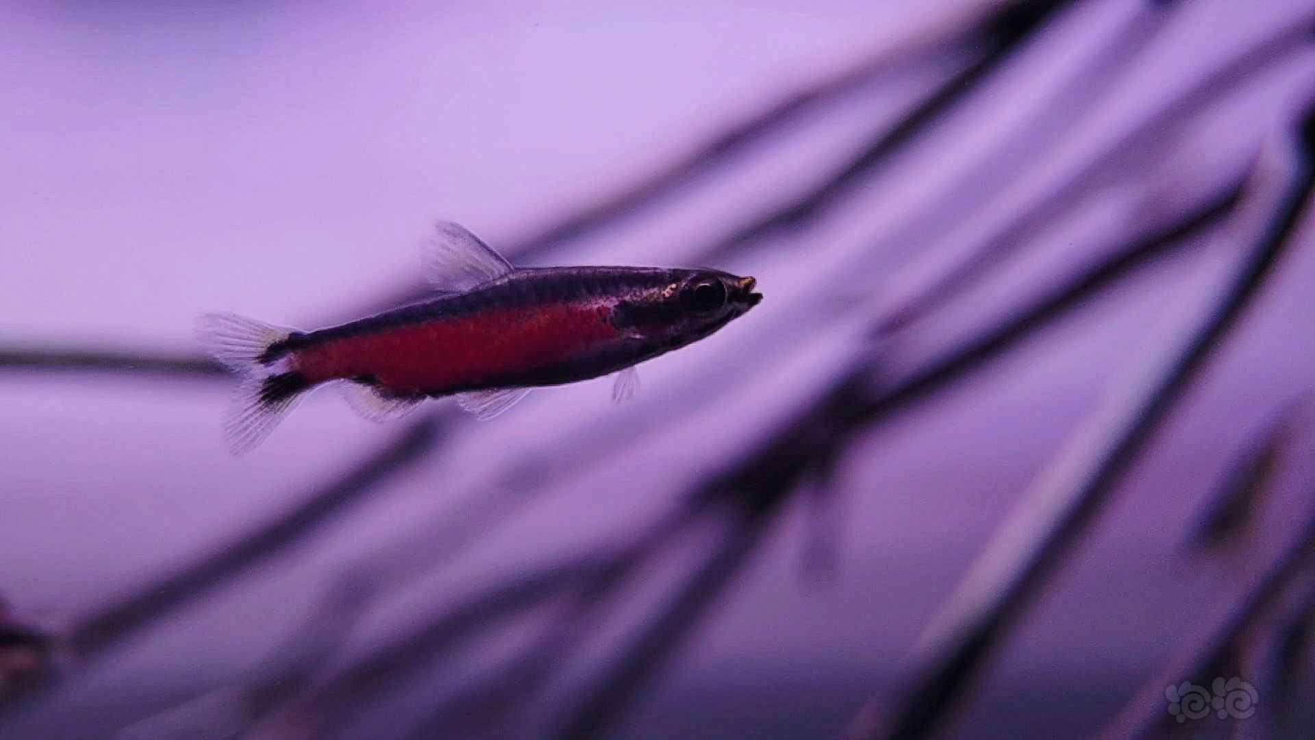 灯科鱼火山铅笔