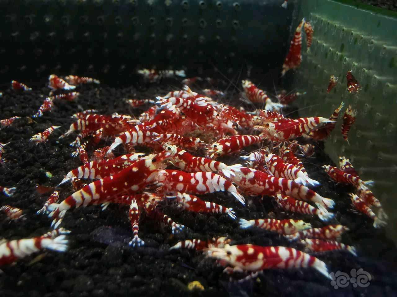 【水晶虾】江苏附近清缸出太极红花虎、红白-图4