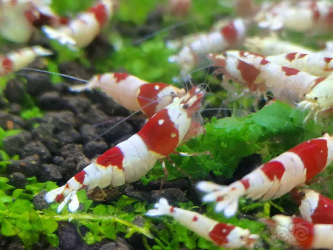 红白水晶虾-图2