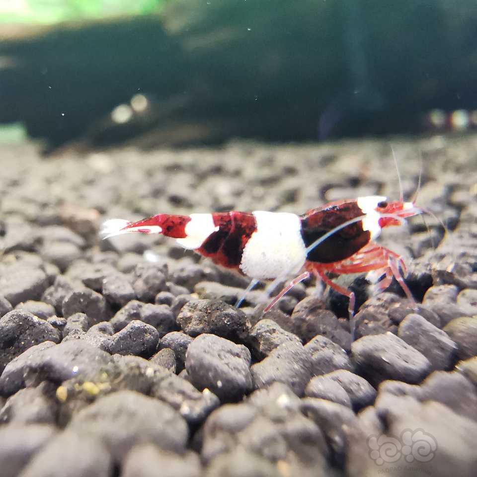 【水晶虾】酒红红白水晶虾-图5