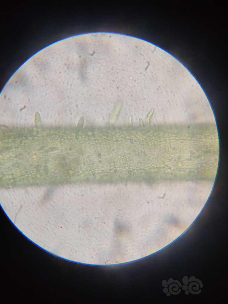 显微镜下的水藻（丝藻）-图3