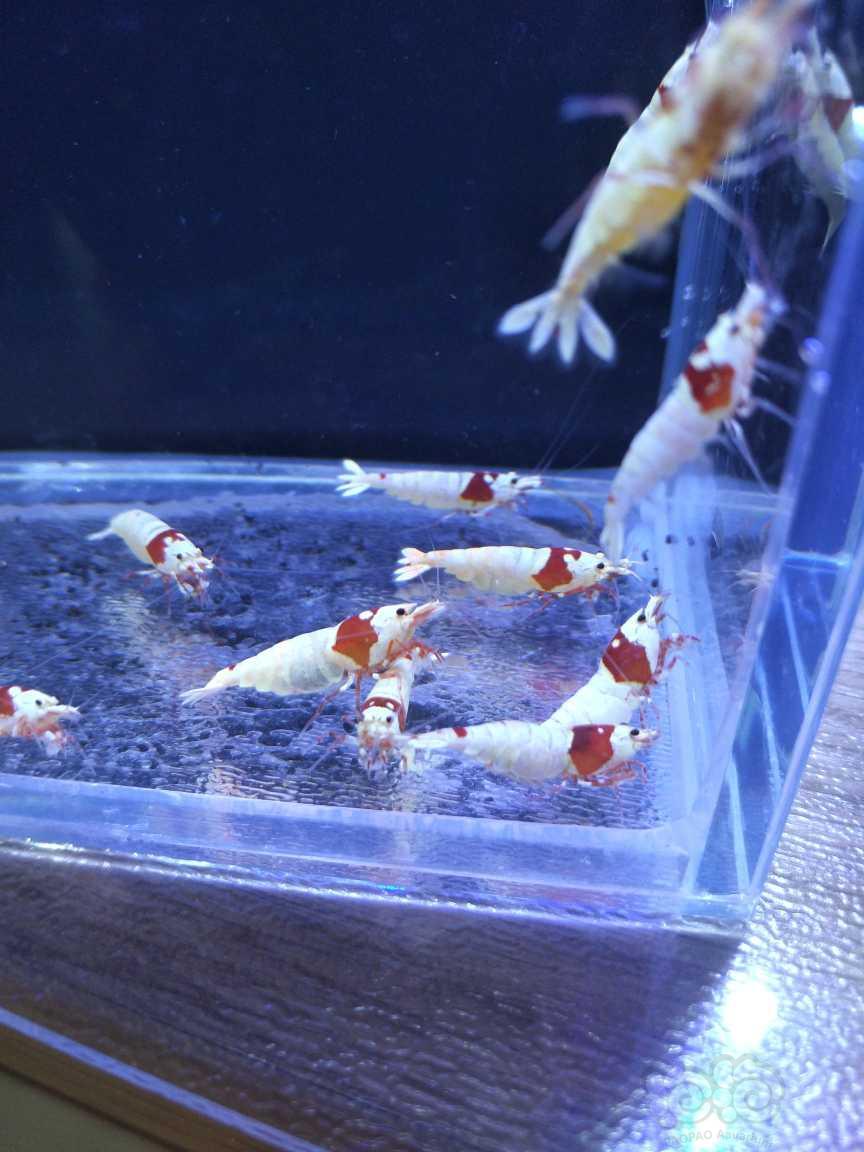 【水晶虾】出红白水晶虾成年虾（辉煌，白躯）-图6