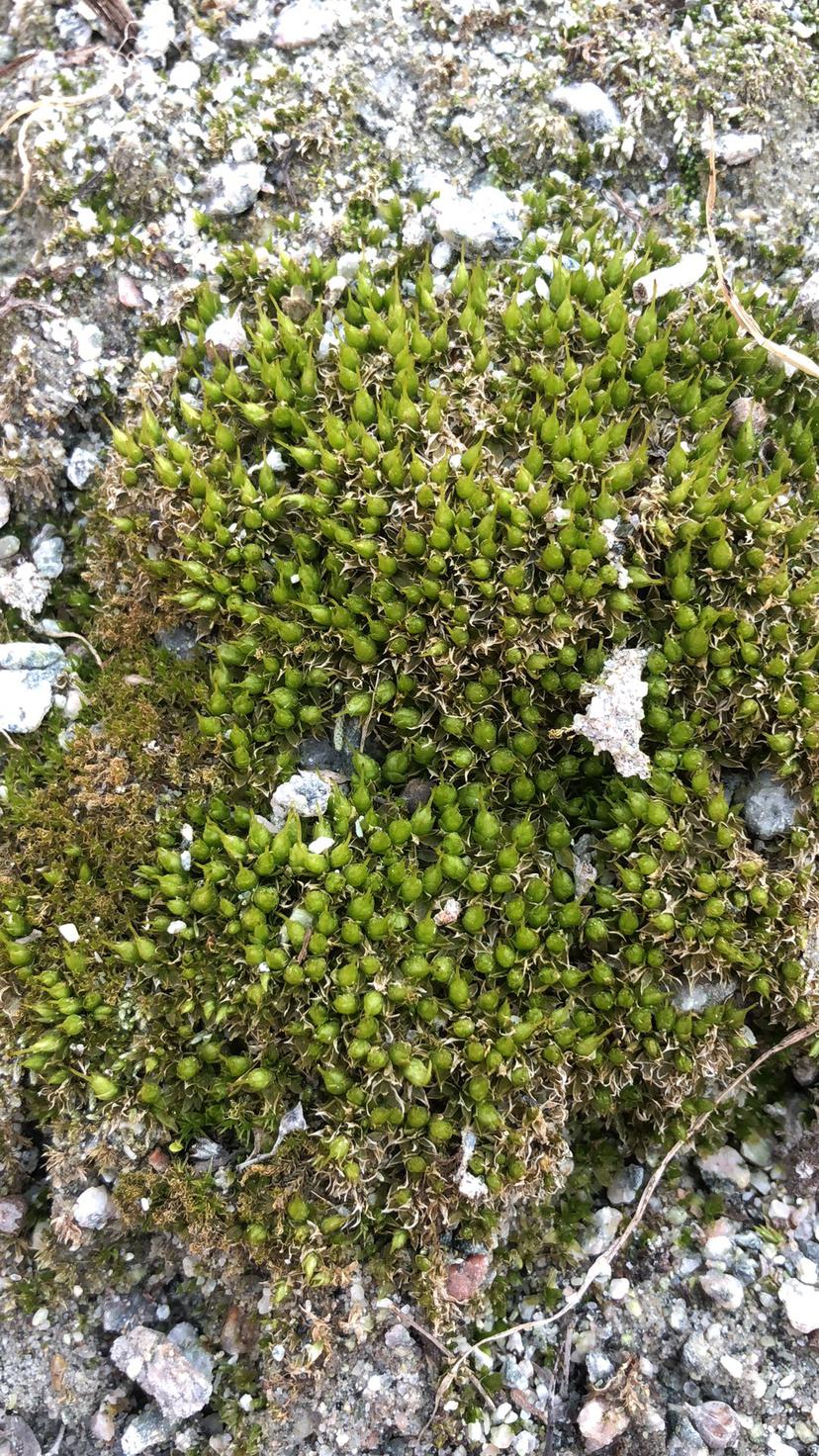 这个苔藓叫什么-图1
