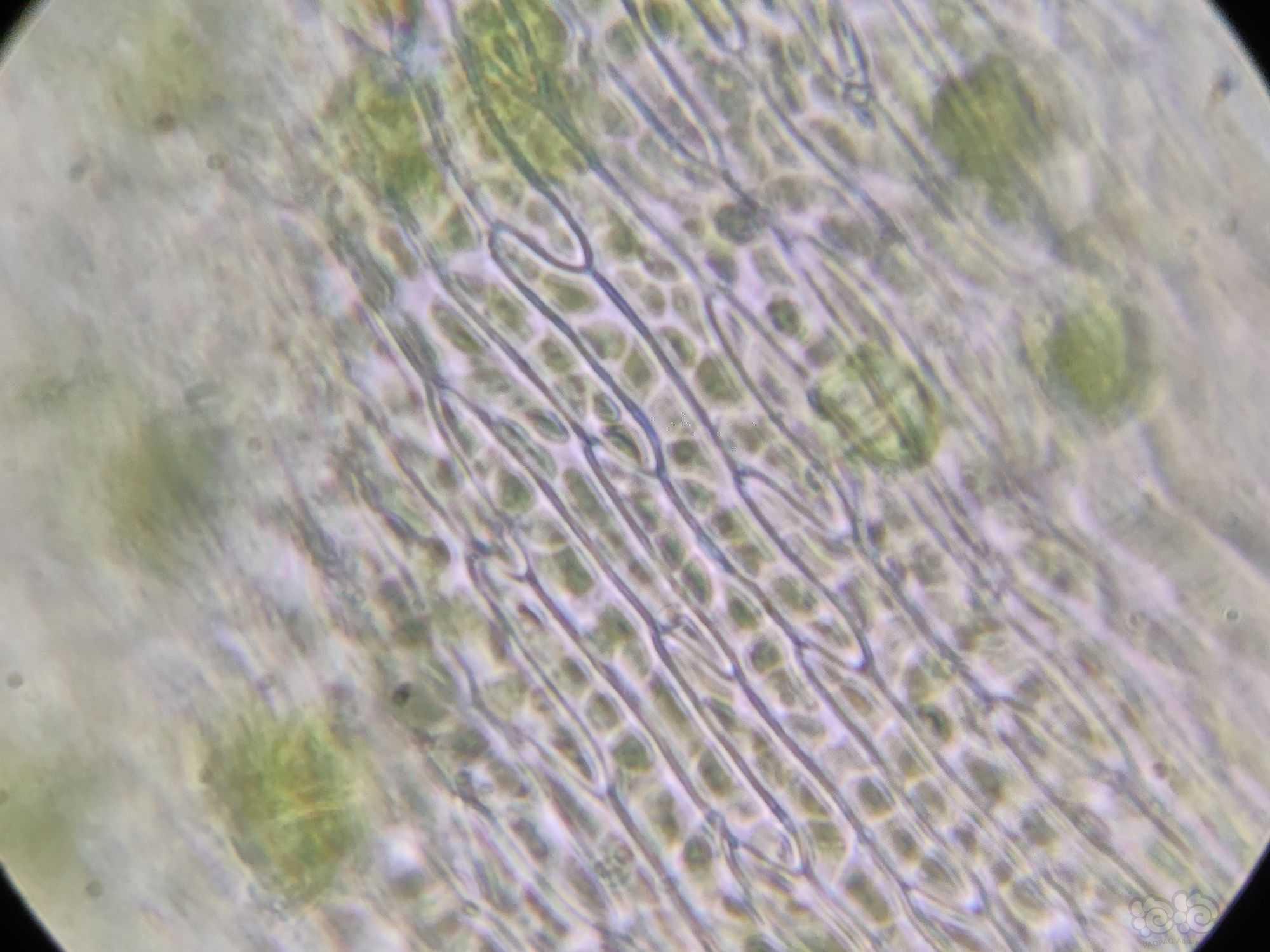 显微镜下的水草（三角莫斯？）-图3