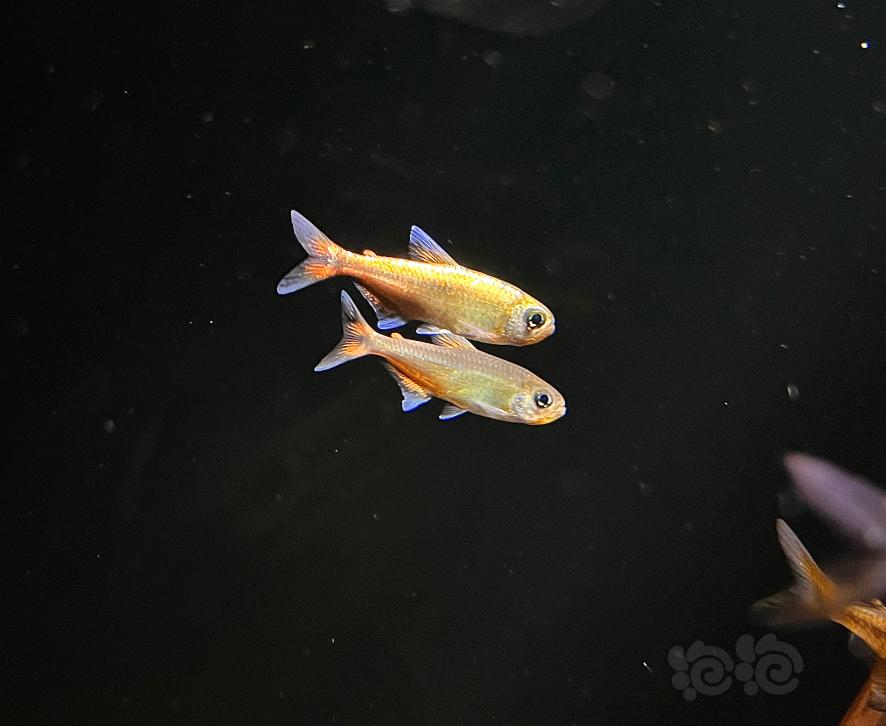 【灯科鱼】白金赤霞与普通赤霞的夸示-图1
