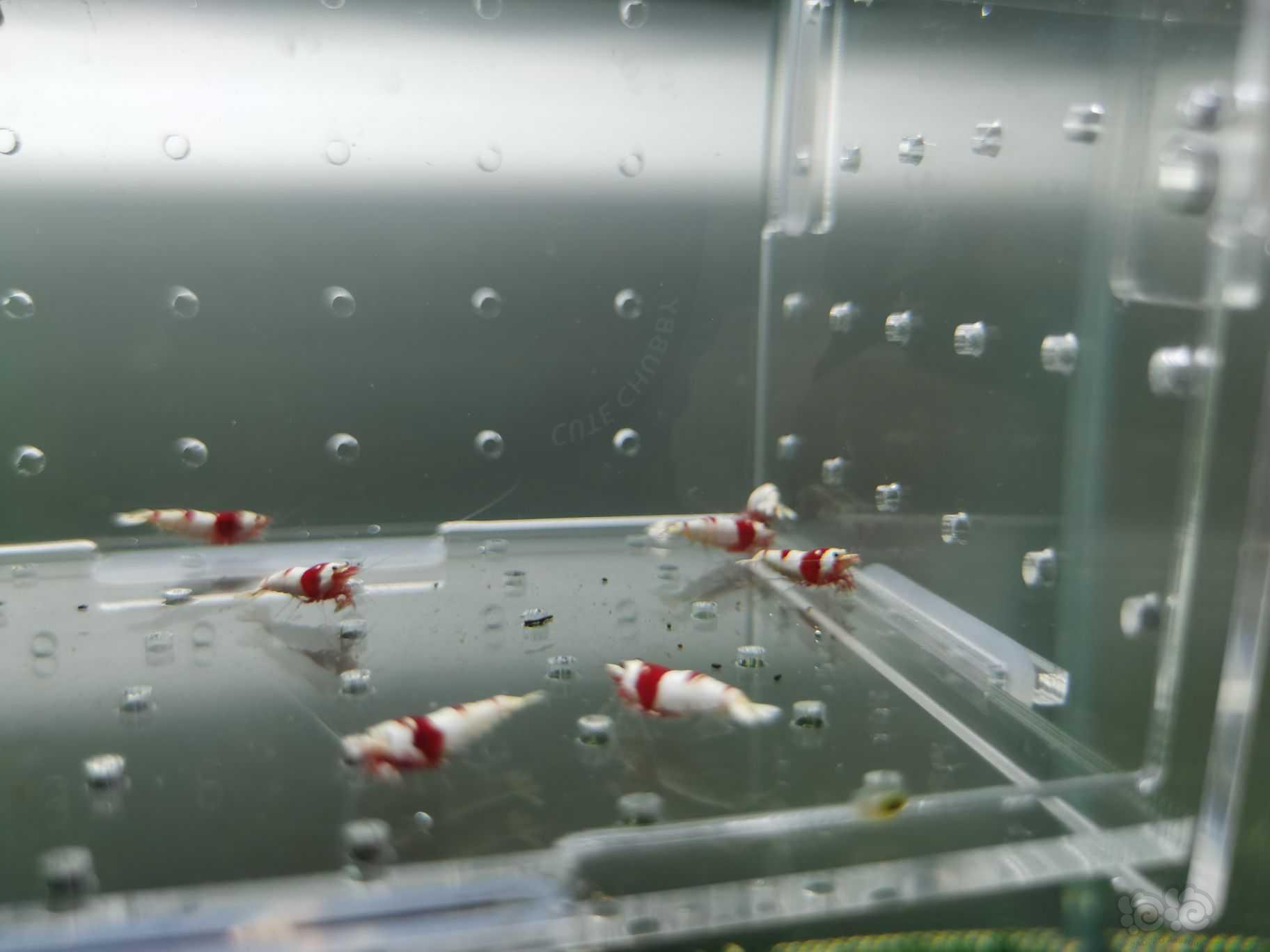 【水晶虾】出纯血红白水晶虾-图2