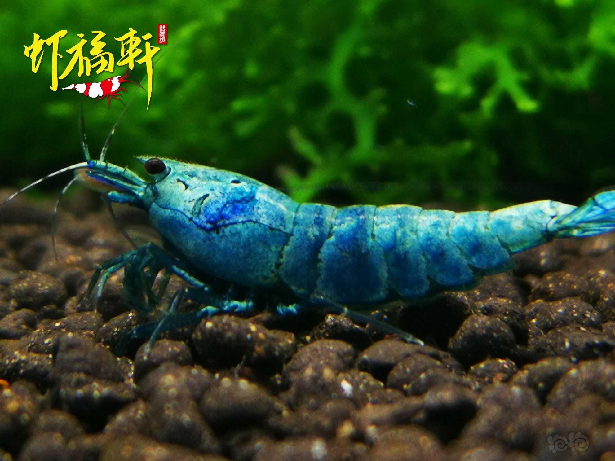 【虾】2022-05-12#RMB拍卖#蓝金刚繁殖组5只-图2