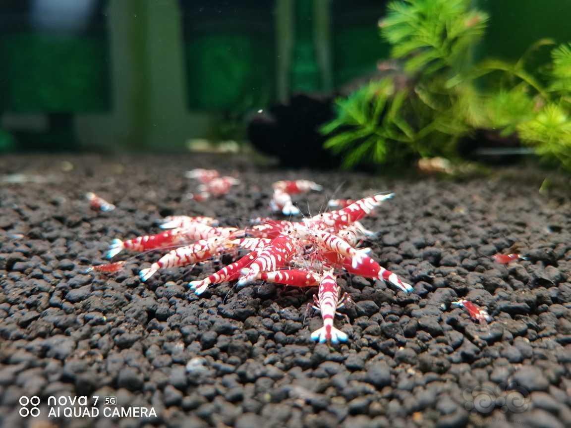 【水晶虾】出红花虎-图2