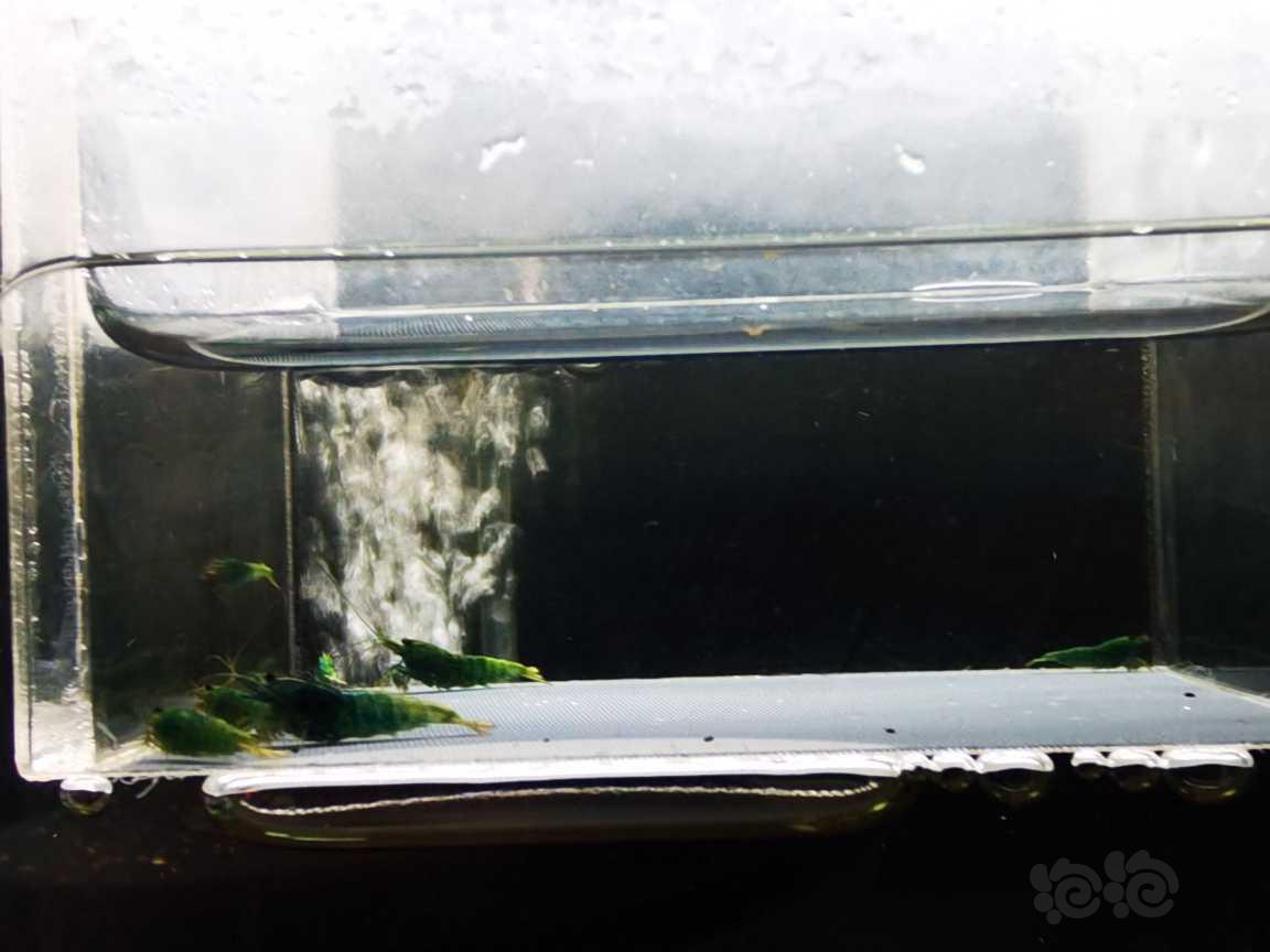 【虾】2022-5-15#RMB#拍卖蓝金刚小苗一份7只。-图2