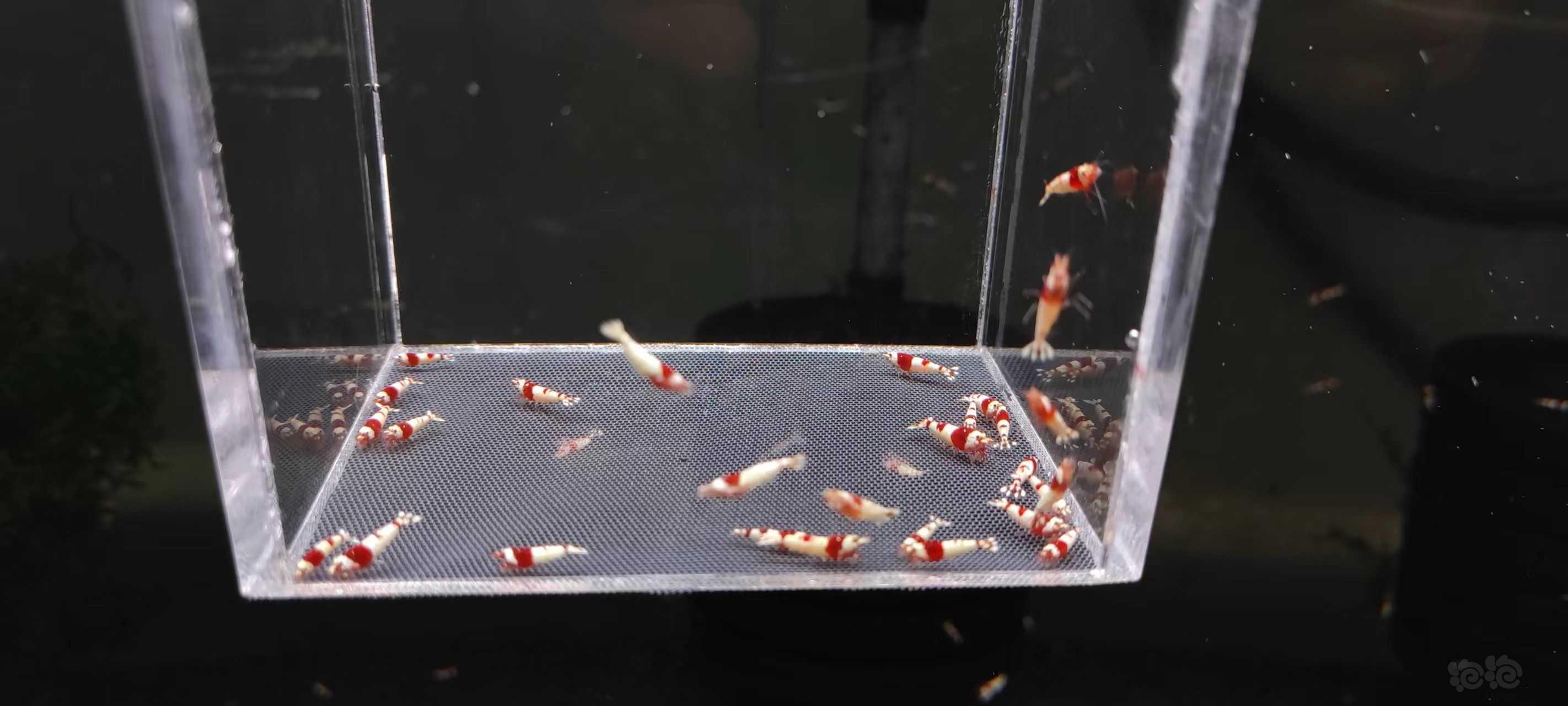 【虾】2022-05-06#RMB拍卖纯血红白30只送一只母虾-图3