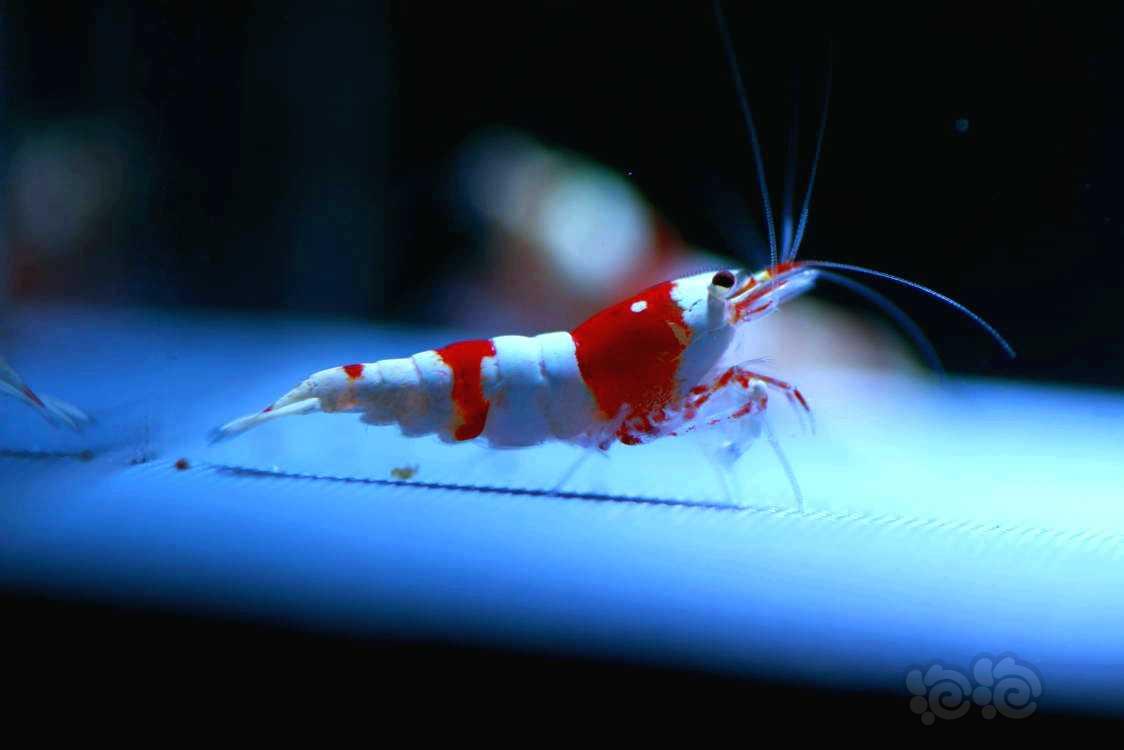 【虾】2022-05-27#RMB拍卖#繁殖用新成系统红白1公3母-图4