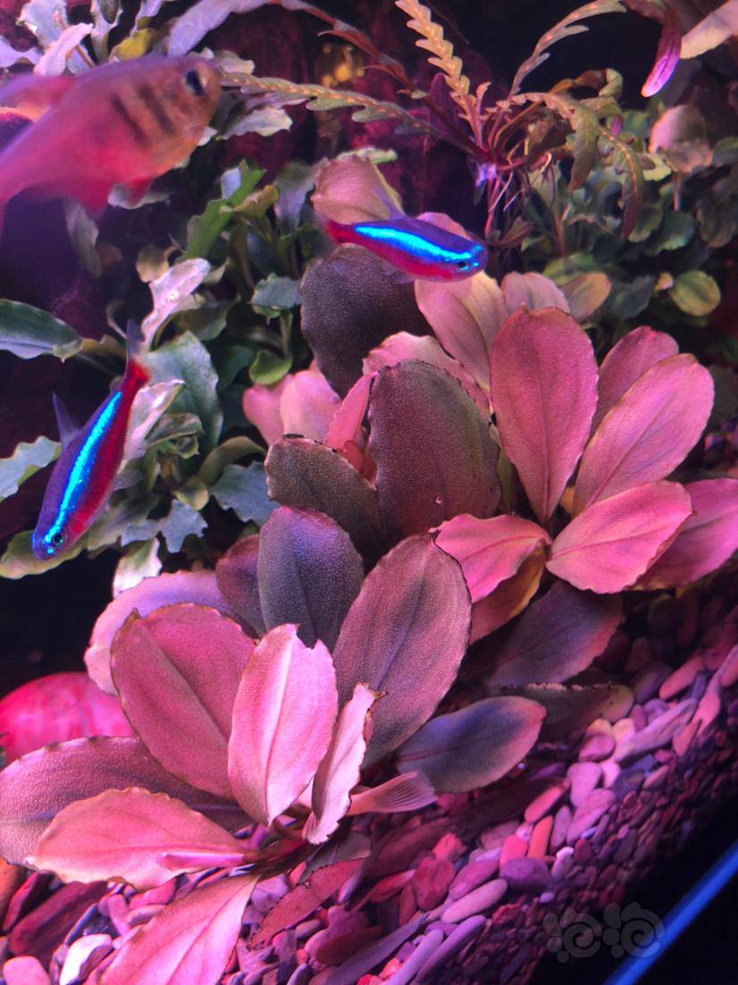 这是辣椒榕品种?-图5