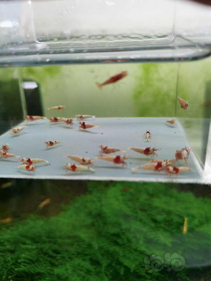 【虾】2022-5-26#RMB拍卖纯血红白水晶虾30只-图1