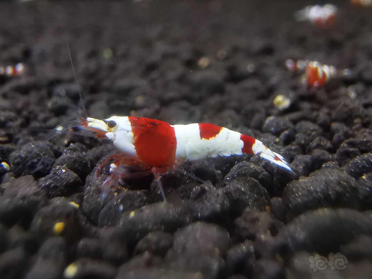 【水晶虾】出两个精品红白苗子1.0左右公母不分-图2