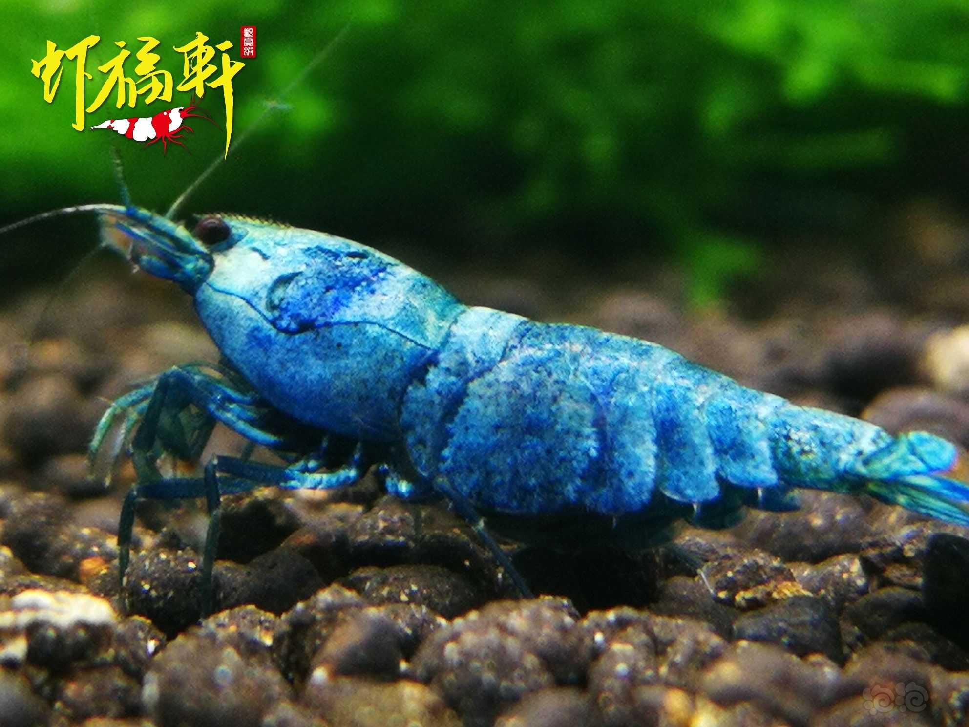 【虾】2022-05-27#RMB拍卖#蓝金刚繁殖组5只-图3