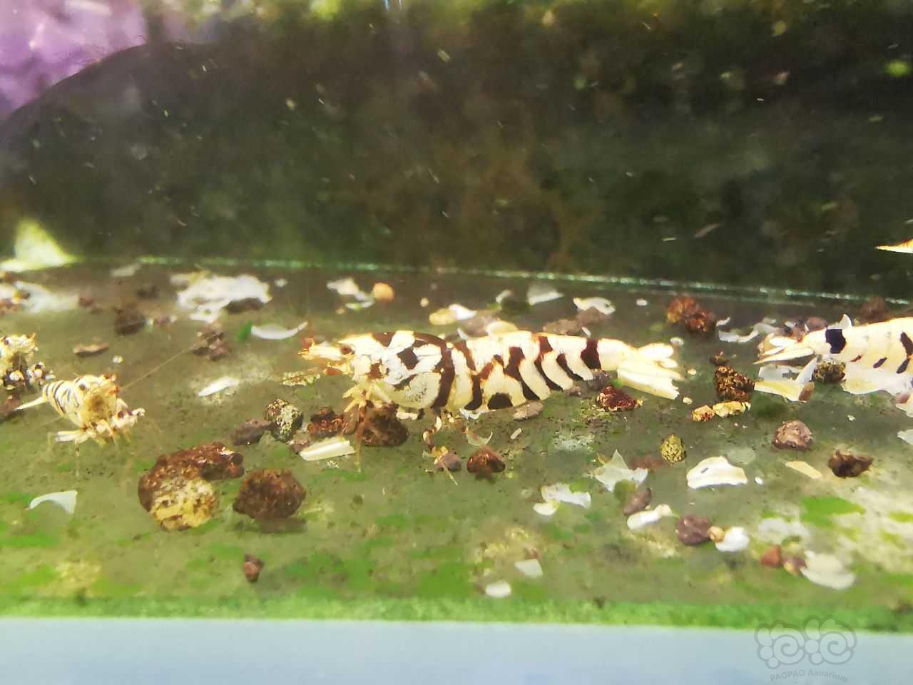 【虾】2022-5-29#RMB拍卖黑花虎9只。1公8母-图5