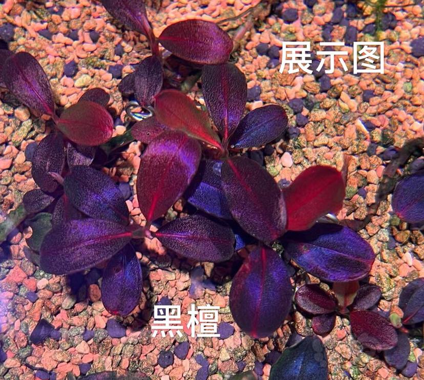 【水草】2022-5-30#RMB拍卖#黑檀-图4