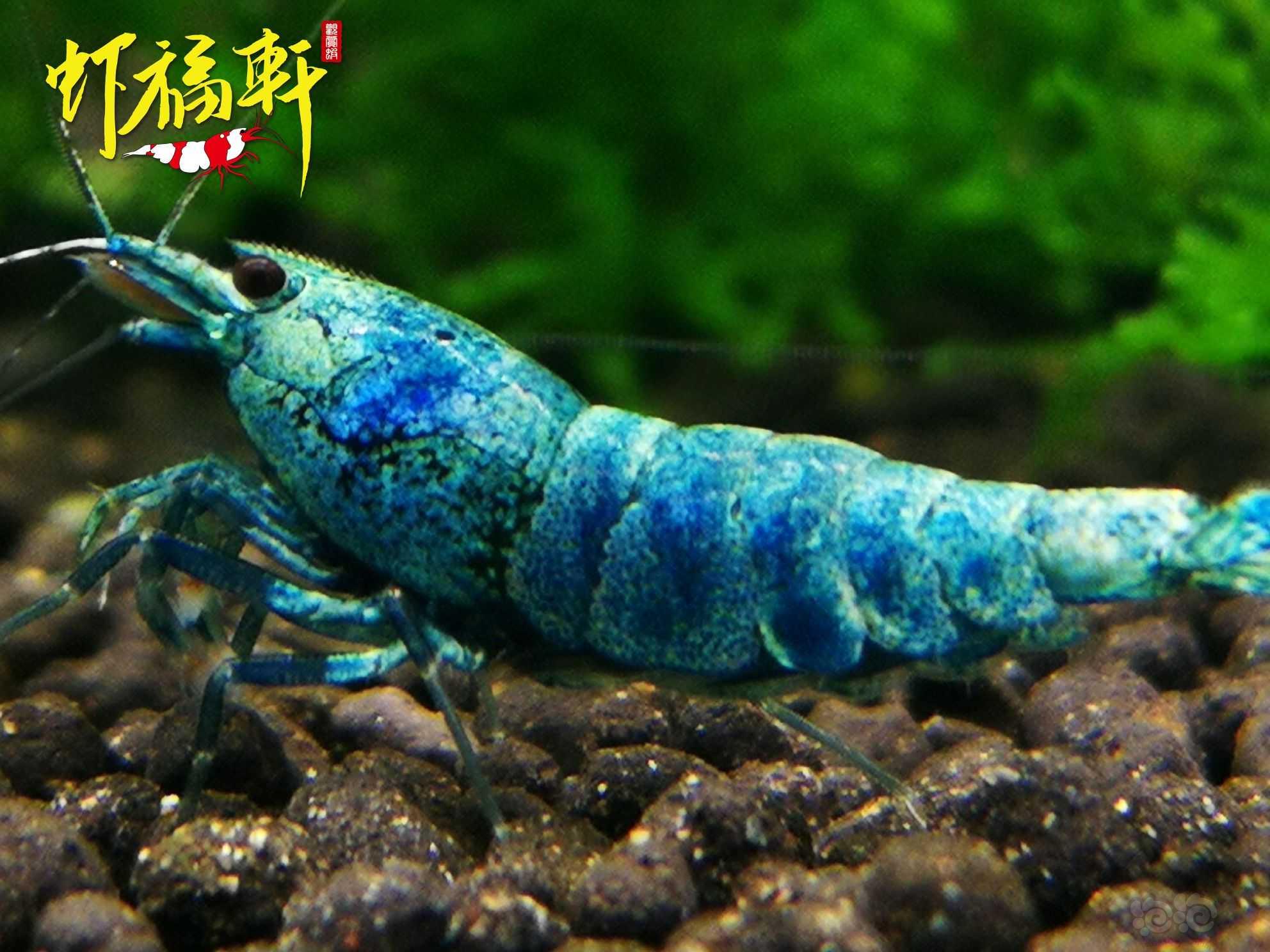 【虾】2022-05-27#RMB拍卖#蓝金刚繁殖组5只-图5