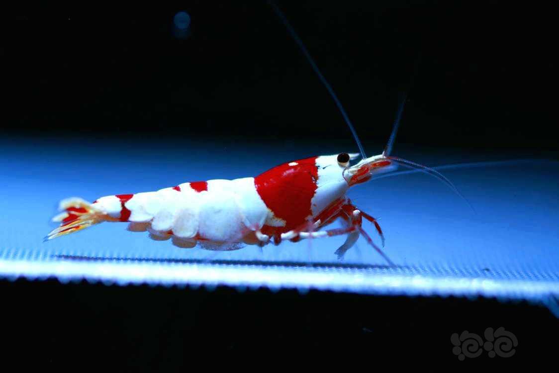 【虾】2022-05-24#RMB拍卖#系统红白繁殖组1公2母-图1