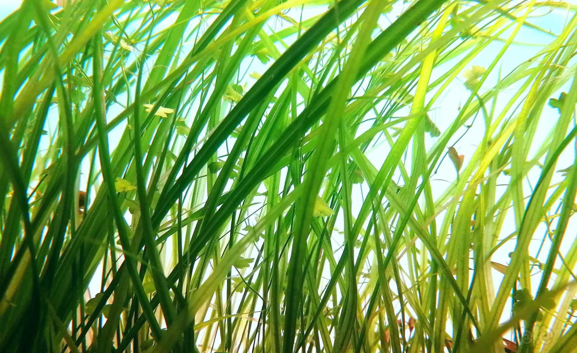 翻缸出草，日本细叶皇冠，墨西哥大沙草  越南古精-图3