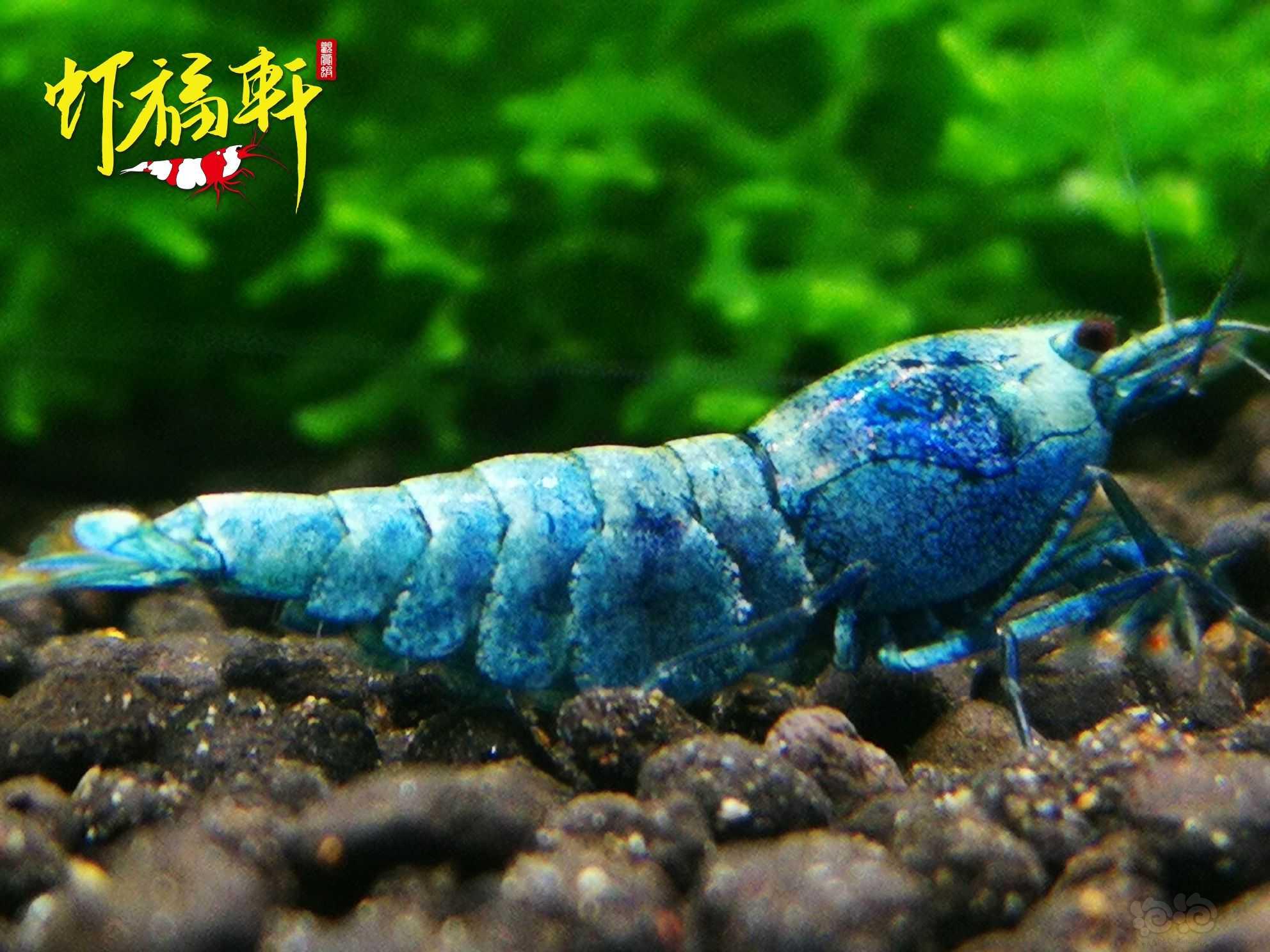【虾】2022-05-30#RMB拍卖#蓝金刚繁殖组5只-图4
