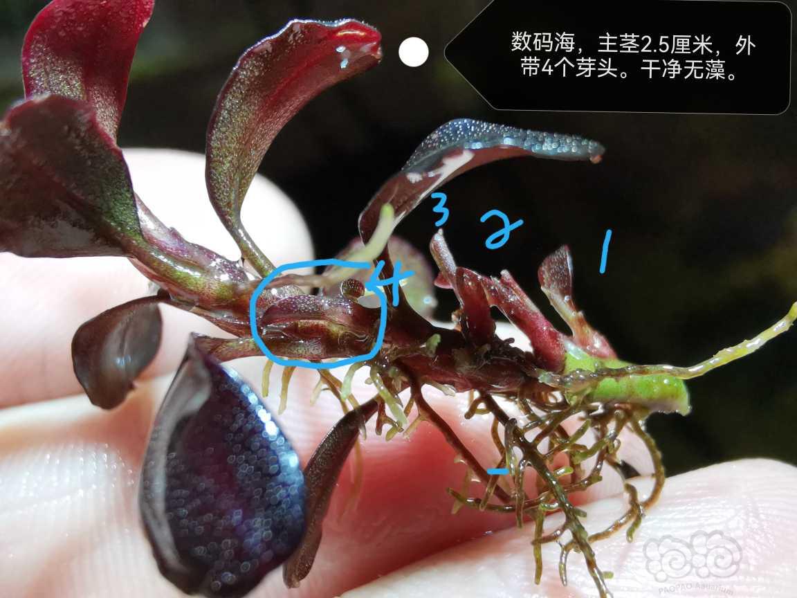 【水草】2022-05-31#RMB拍卖#数码海一头-图1