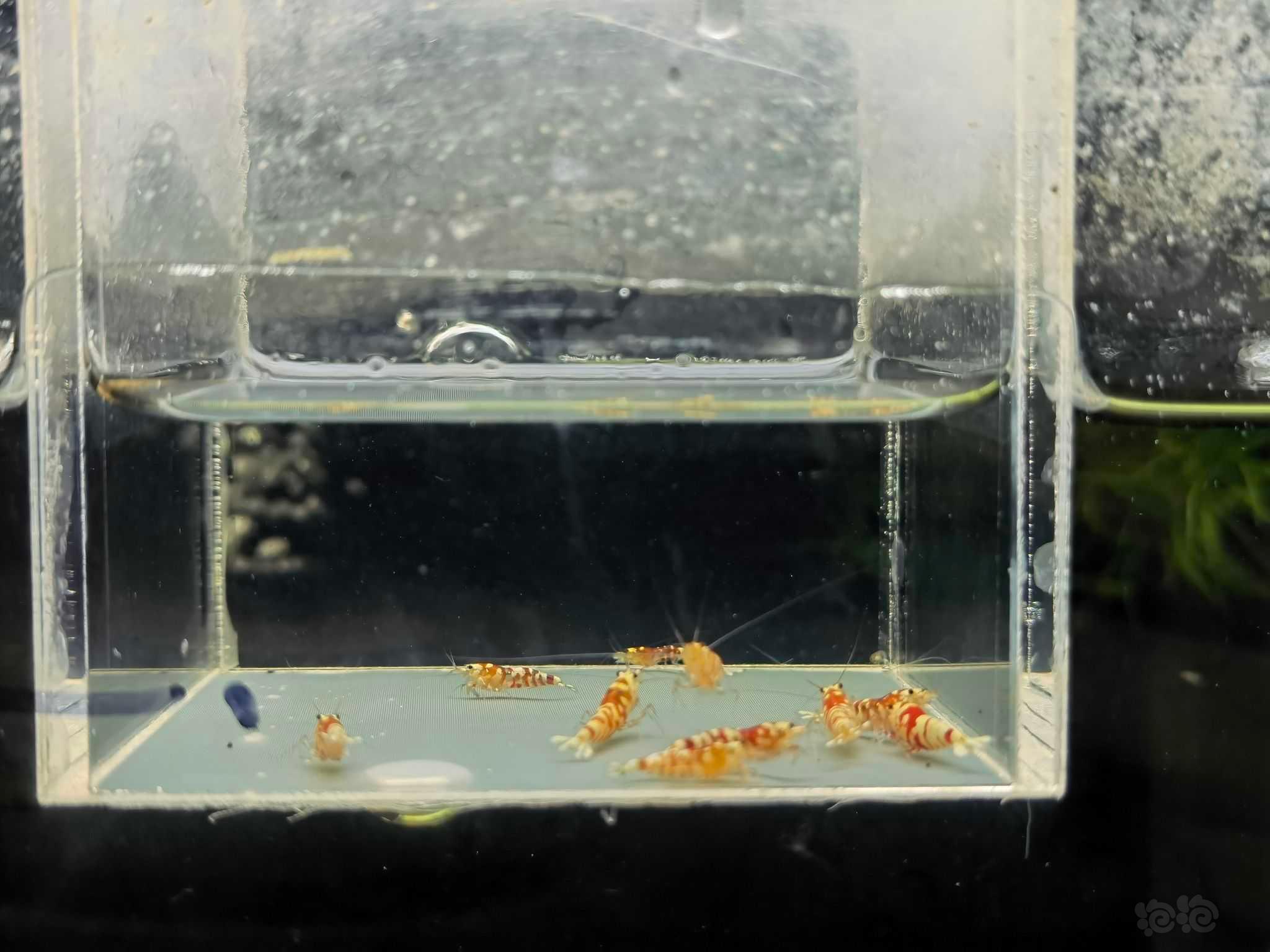 【虾】2022-5-21#RMB#拍卖红花虎小苗一份10只-图1