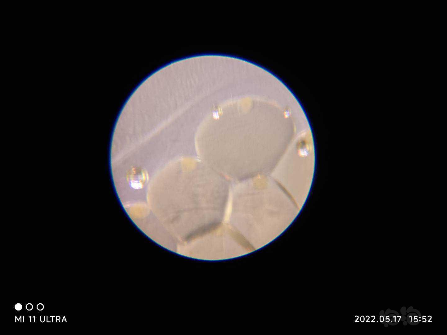 用显微镜看见了苹果螺卵的胚胎-图2