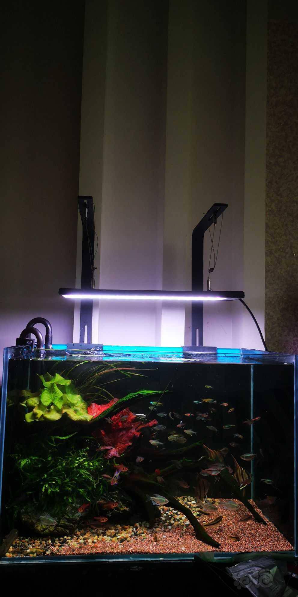 鱼缸贴三面黑背景对鱼发色有帮助吗