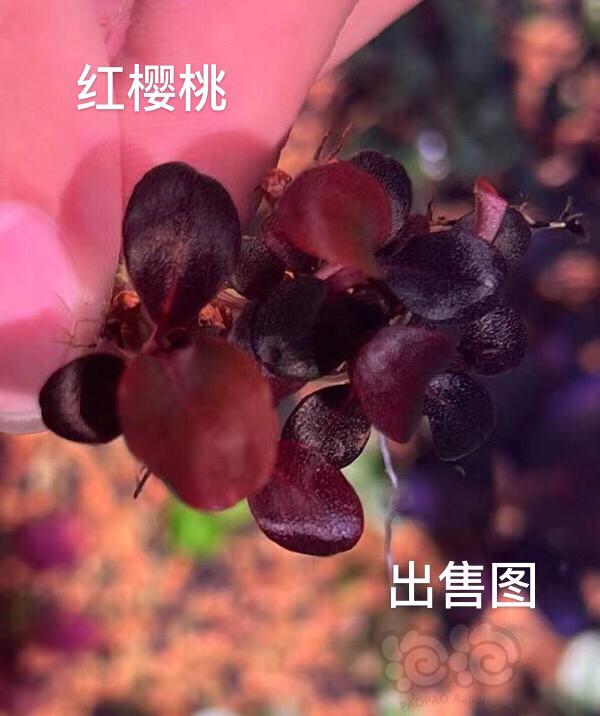 【水草】2022-5-23#RMB拍卖#红樱桃小丛-图3