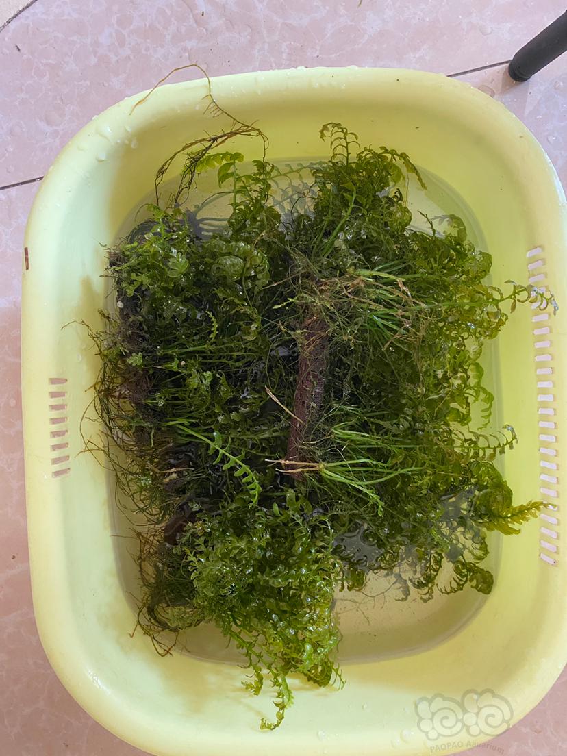 阴性青木蕨，满满一盆，清缸-图2