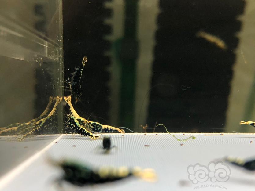 【虾】2022-5-31#RMB拍黑银河星钻苗子水晶虾一份20只。-图3