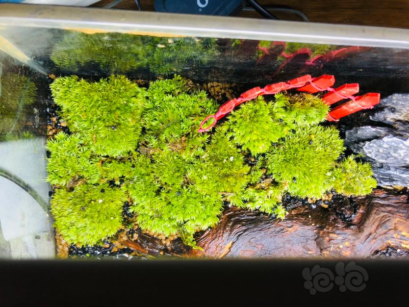 【水陆】为了养辣椒蟹自己做了一个水陆缸😁😏-图5