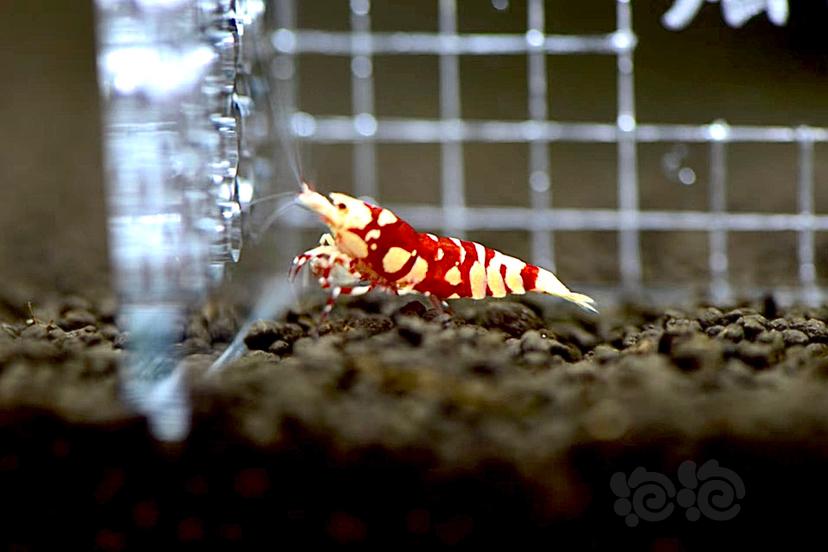 【虾】2022-5-31#RMB拍卖红花虎1公1母-图4