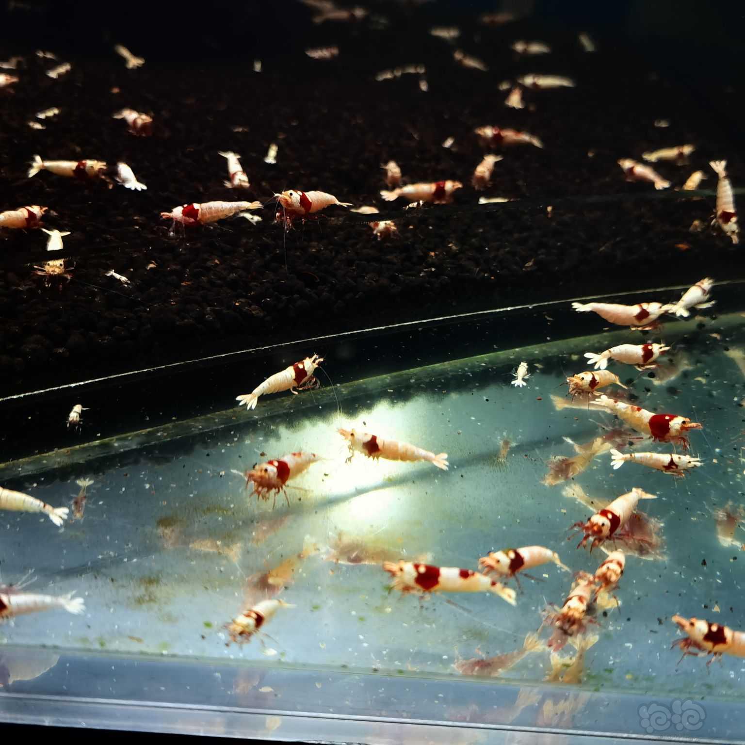 【水晶虾】出红白公虾一百只-图2