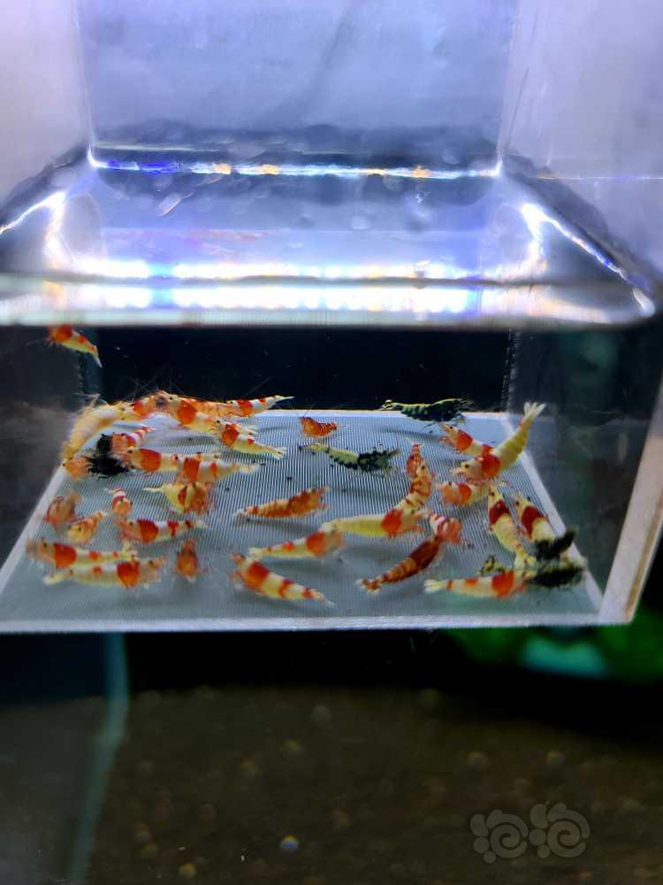 【虾】2022-05-10#RMB拍卖#杂虾一份50只-图2
