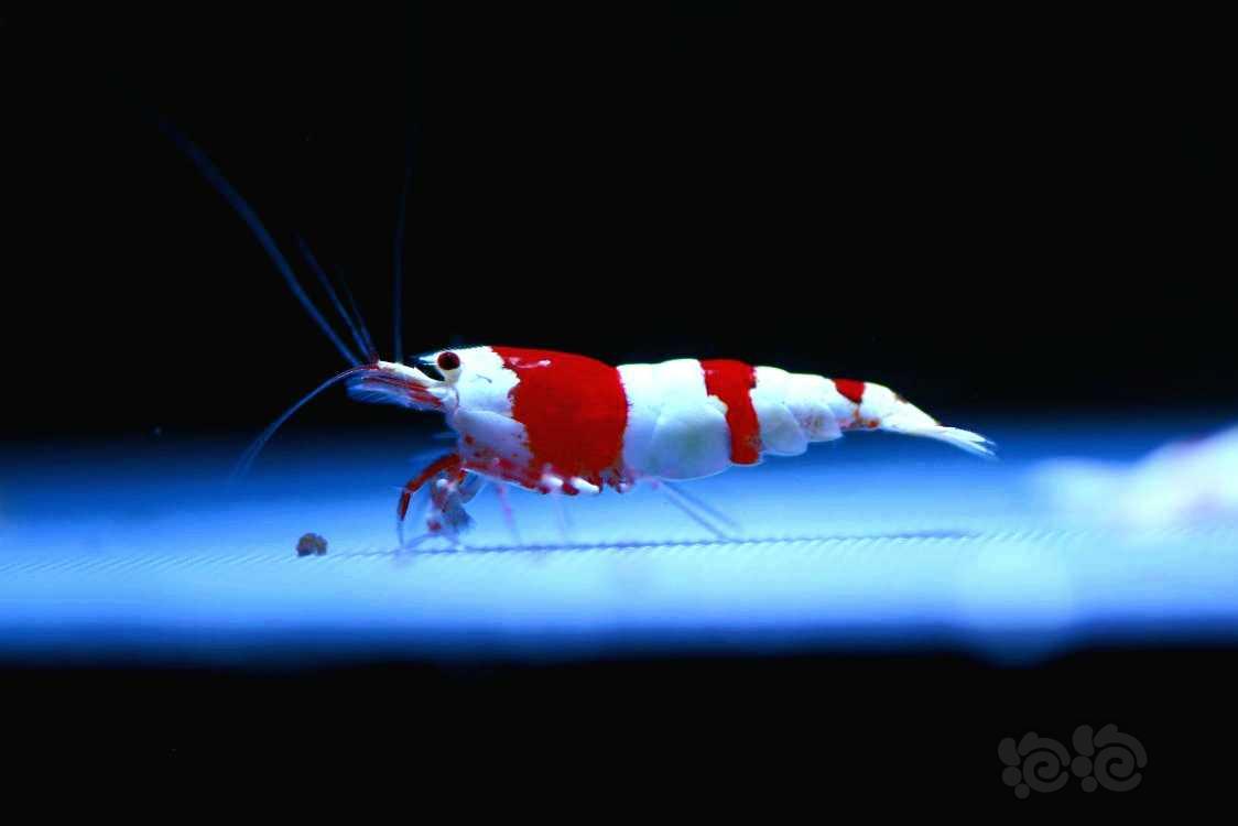 【虾】2022-05-27#RMB拍卖#繁殖用新成系统红白1公3母-图2