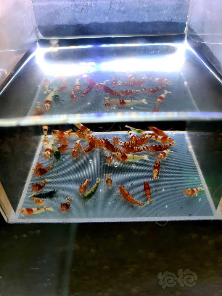 【虾】2022-05-05#RMB拍卖#杂虾一份50只-图1