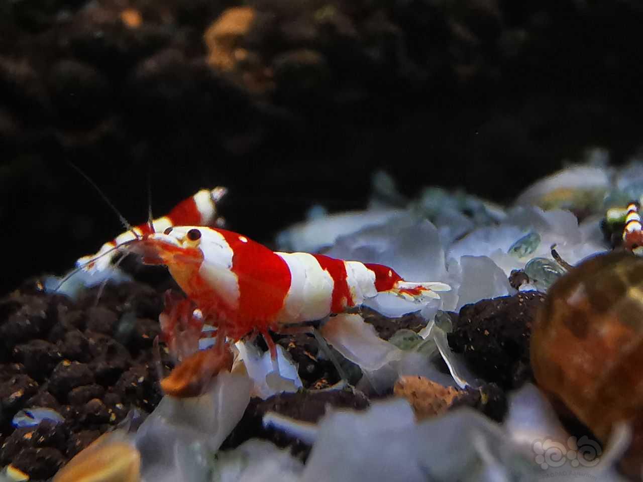 红白3段幼虾-图5