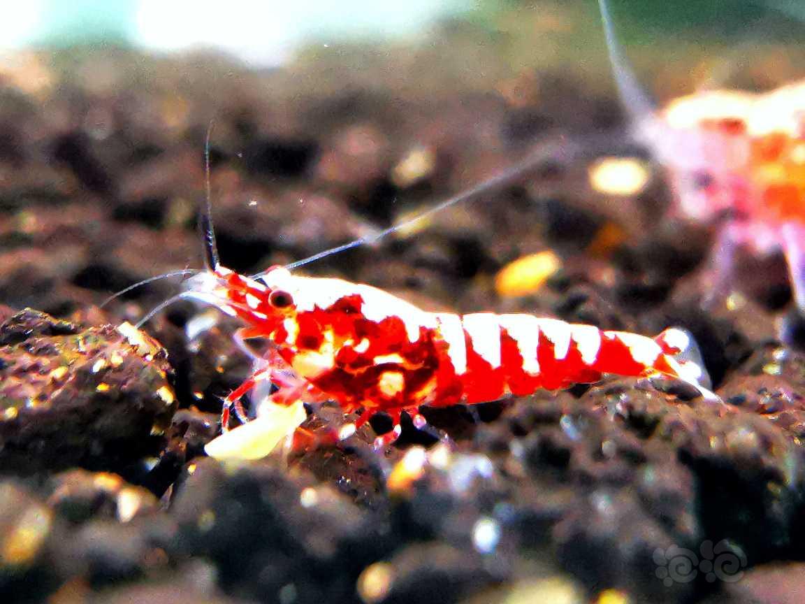 【虾】2022-05-26#RMB拍卖#红银河水晶虾8只-图2