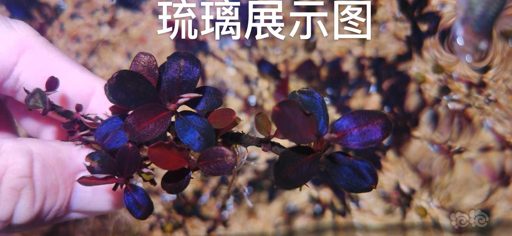 【水草】2022-5-30#RMB拍卖#琉璃小丛-图1