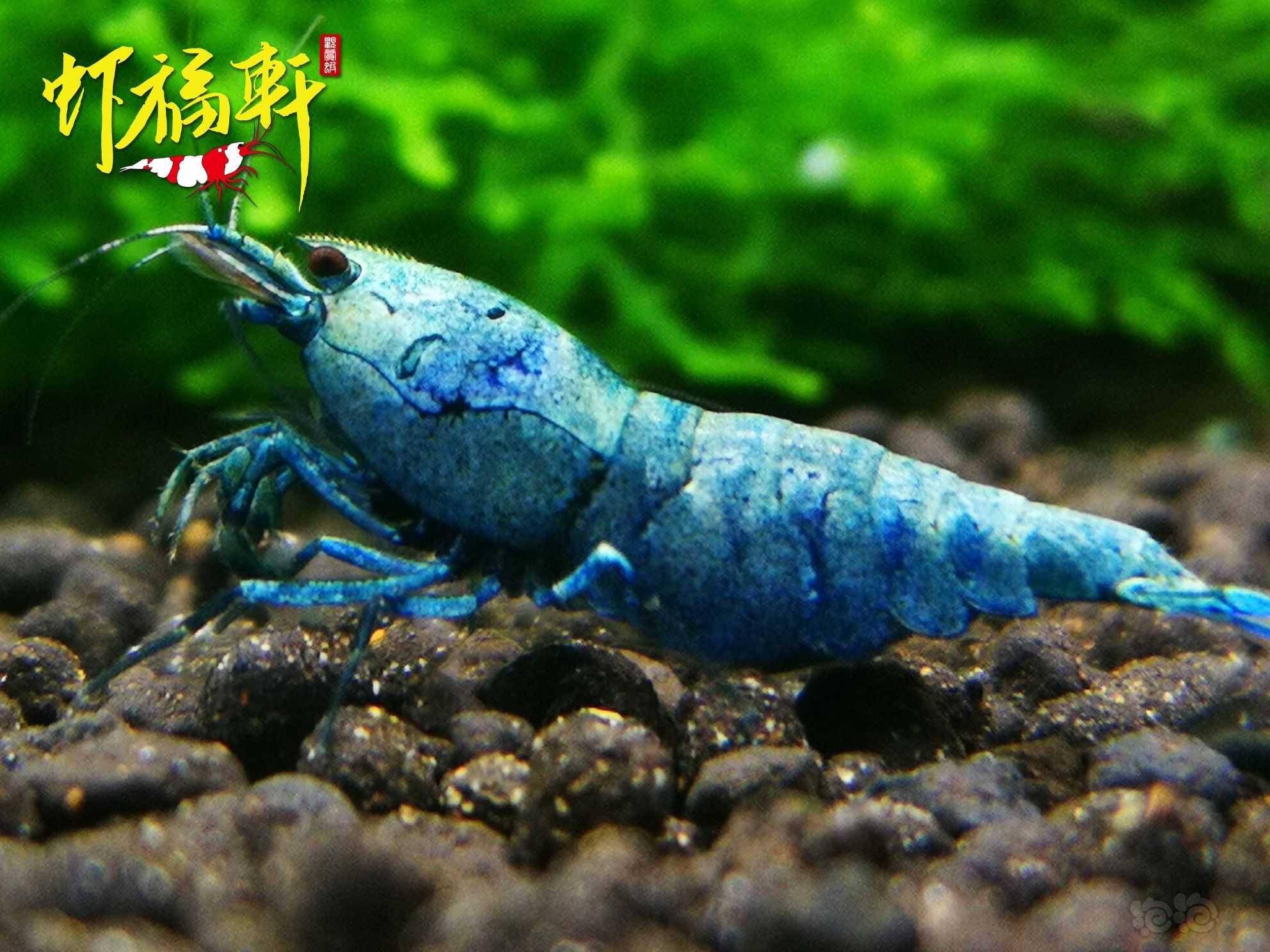 【虾】2022-05-30#RMB拍卖#蓝金刚繁殖组5只-图3