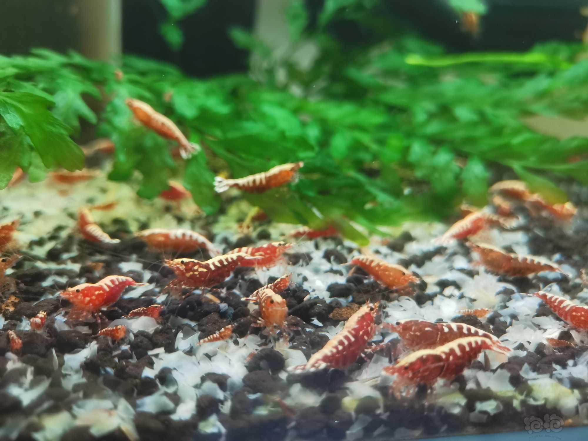 【水晶虾】出种虾级纯血厚甲红白水晶虾成虾，繁殖组，红银河成虾-图5